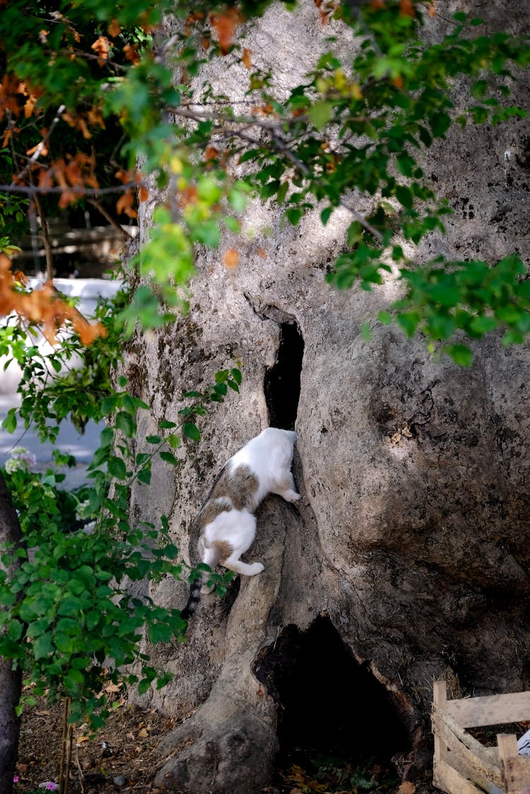 White And Gray Cat Looking Inside A Hole In A Tree Trunk