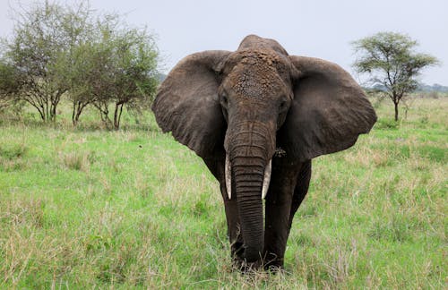 An Elephant on Green Grass