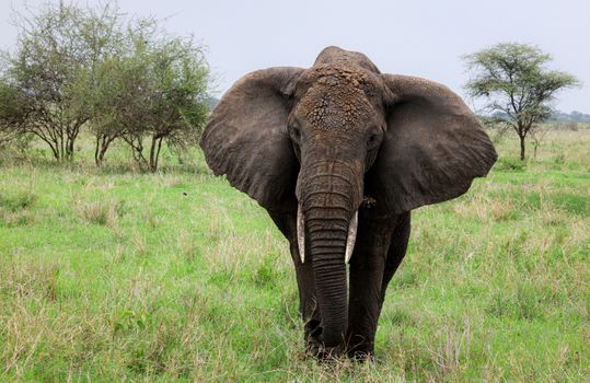 Tarangire elephant herds (dry) — Serengeti