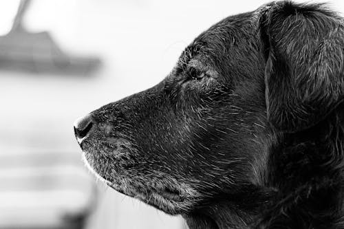 Free Wise Dog Side Profile Stock Photo