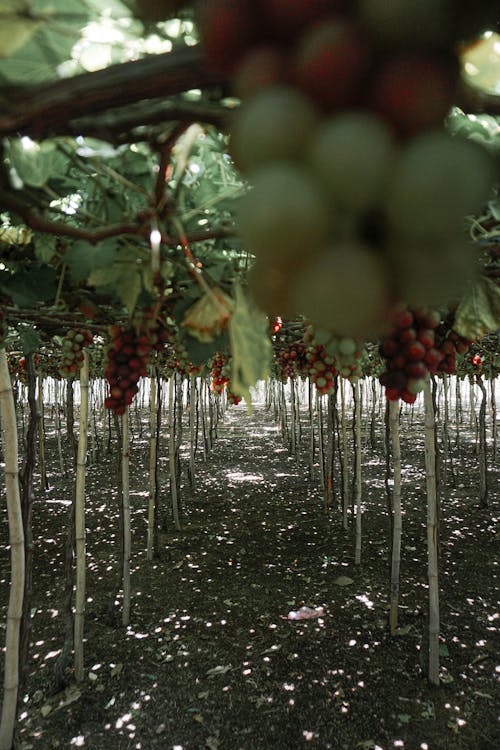 Grapes in a Vineyard