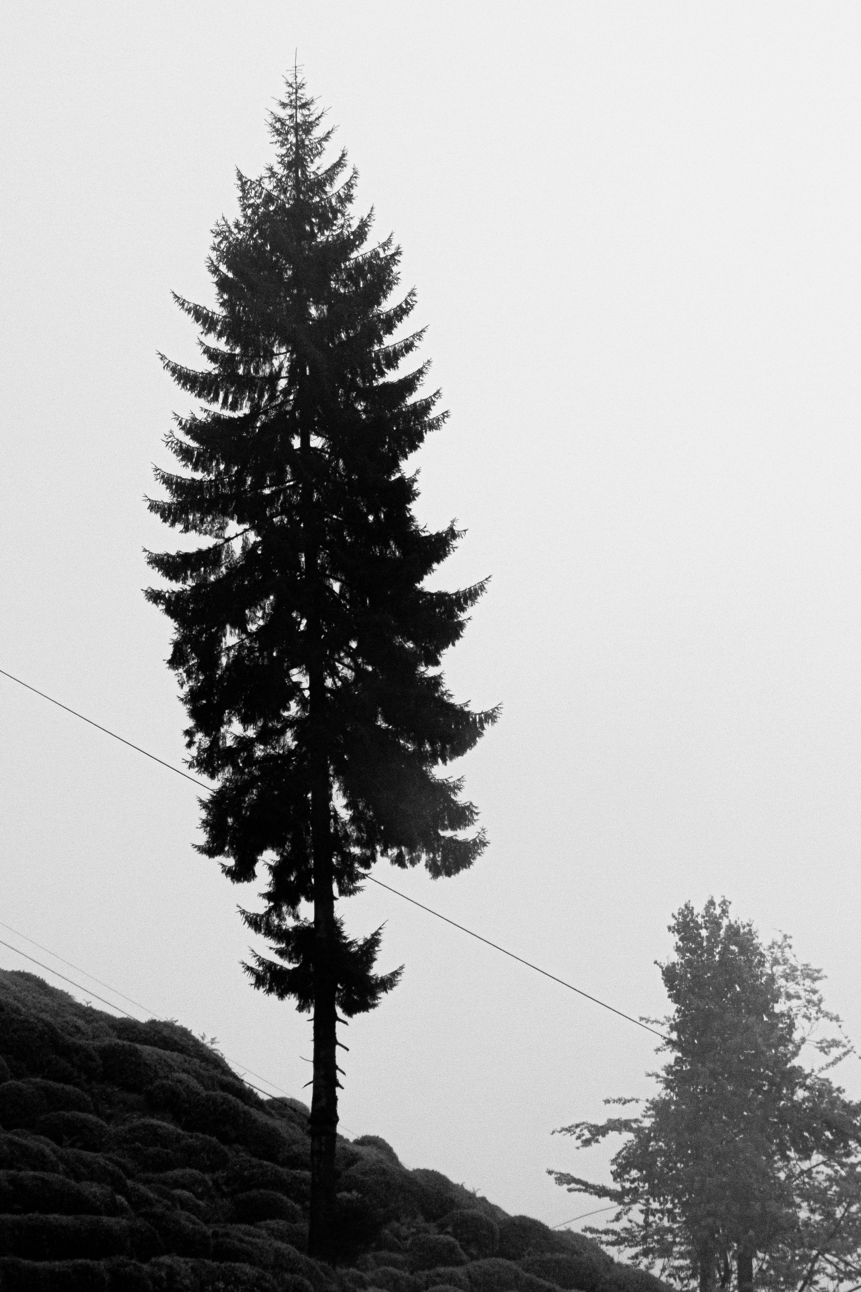 A Silhouette of a Tree on a Hill · Free Stock Photo