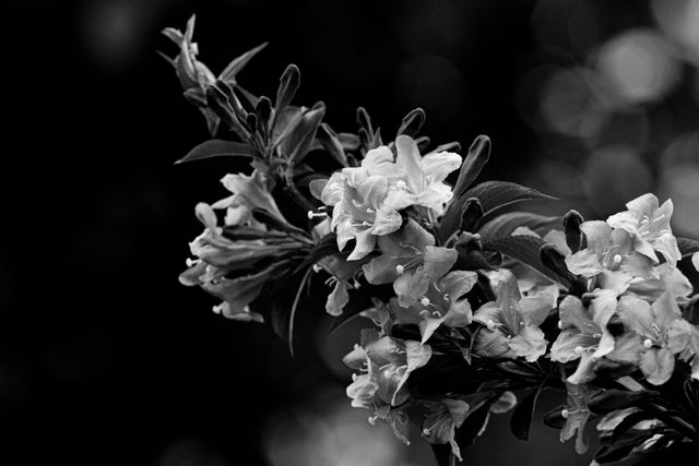 Black-and-white blossom against a dark ground — photo by Yusuf Celik on Pexels