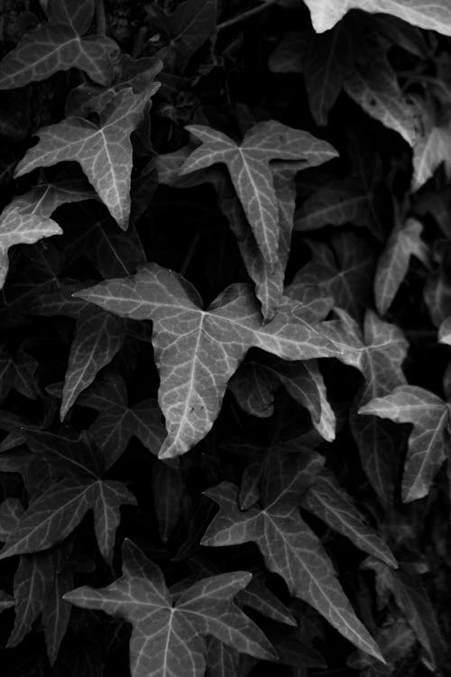 Photos gratuites de centrale, échelle des gris, feuilles