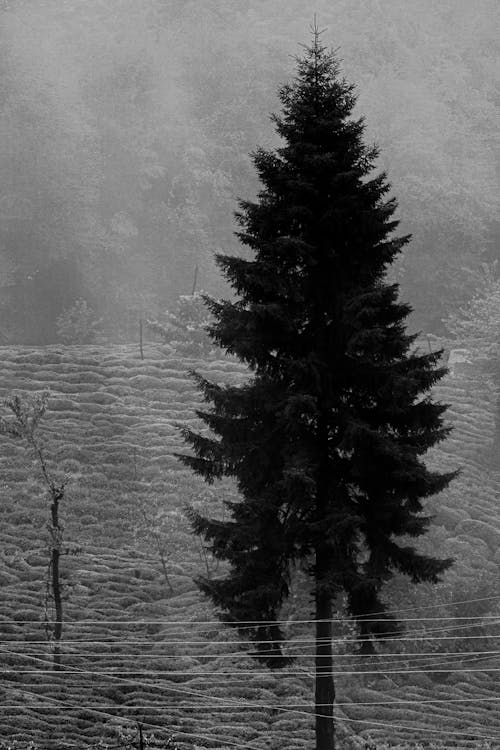 Darmowe zdjęcie z galerii z czarno-biały, drzewo, drzewo iglaste