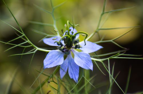Free Elegant Nigella Damascena flower in full bloom with delicate blue petals and green foliage. Stock Photo