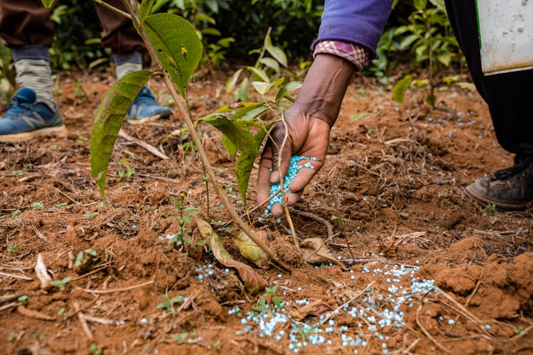 Close-up Of Person Fertilizing Plant With Compost