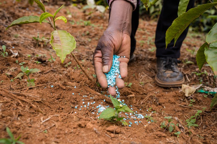 Hand Of Man Putting Fertilizer Pellets On Ground