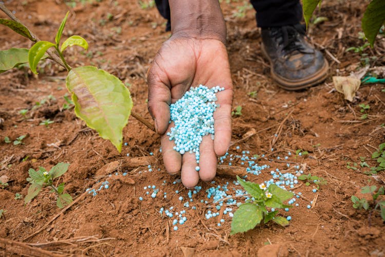 Farmer With Handful Of Substance