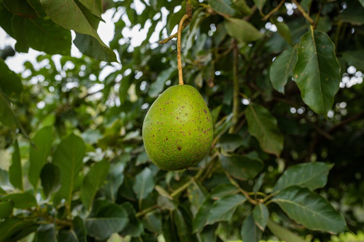 Close-up Of Fruit Growing On Tree Branch