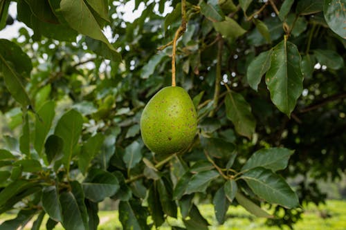 Green Fruit Hanging on Tree Branch