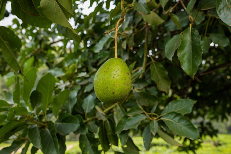 Green Fruit Hanging On Tree Branch