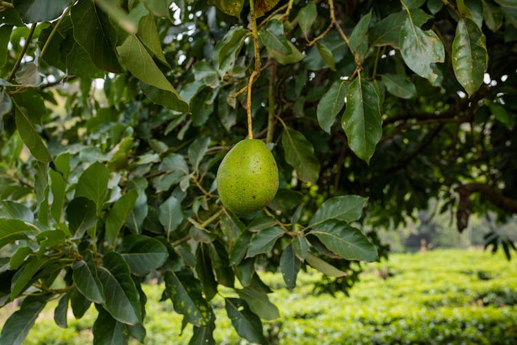 Avocado Growing On A Tree