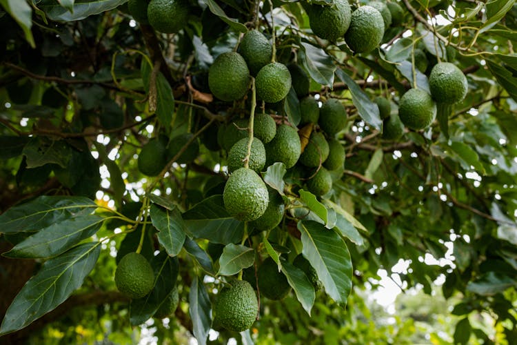 Avocado Fruits On Tree 