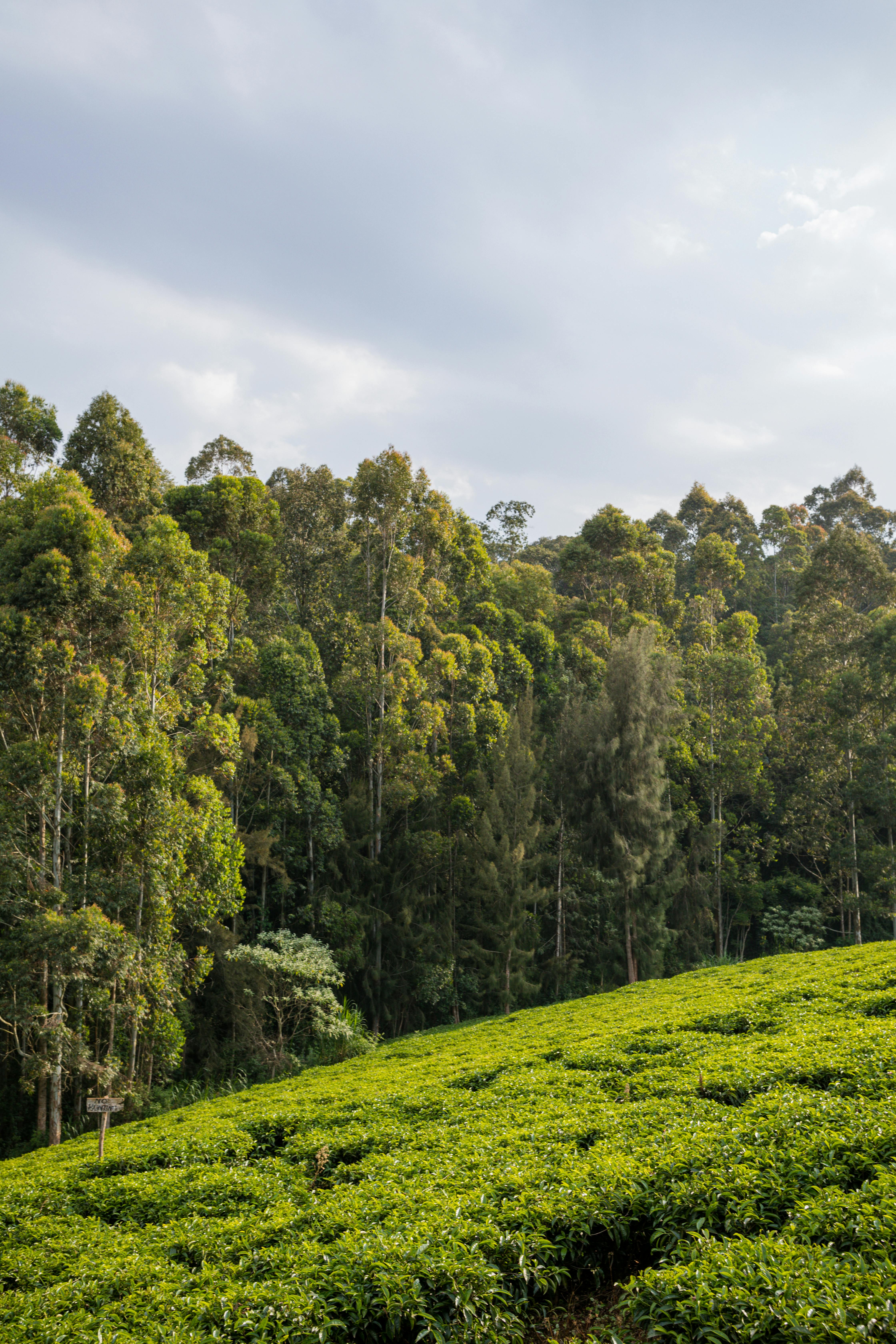 Which is better wood or uPVC?