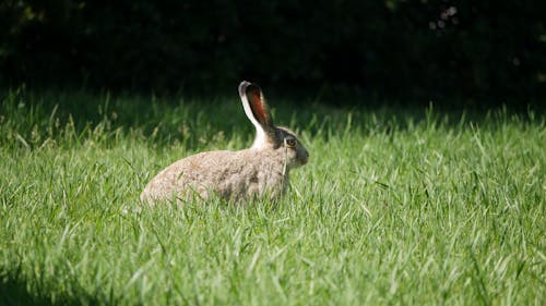 Безкоштовне стокове фото на тему «дика природа, заєць, кролик»