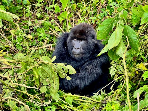Free stock photo of africa, african wildlife, gorilla Stock Photo