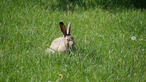 Gratis Immagine gratuita di animale, carino, coniglietto Foto a disposizione