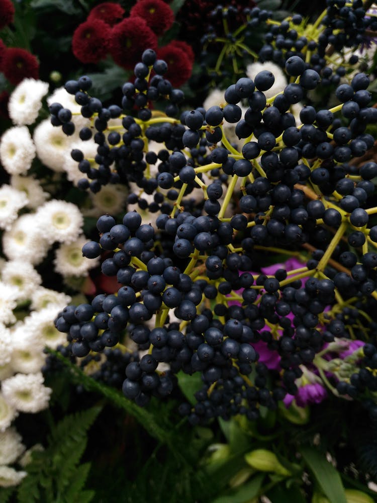 Elderberries In Close-up Shot