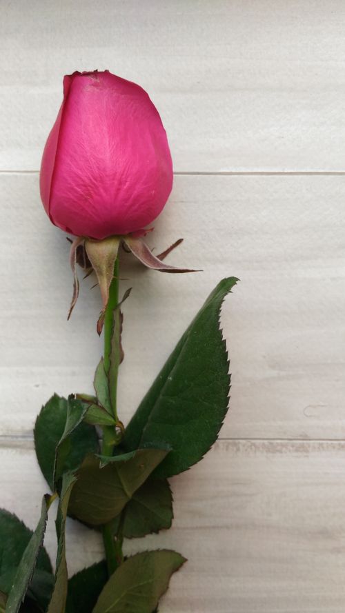 Free Delicate pink rose bud with green leaves against a white wooden background, perfect for floral decor. Stock Photo