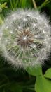 White Dandelion in Close Up Photography
