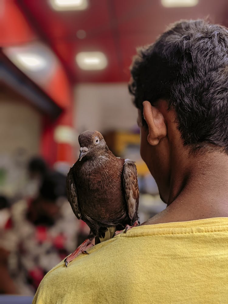 A Pigeon On A Man's Shoulder