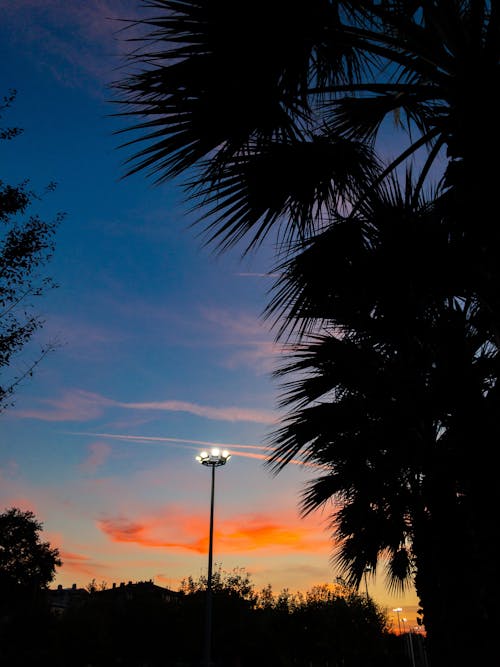 Darmowe zdjęcie z galerii z błękitne niebo, cień, drzewo palmowe