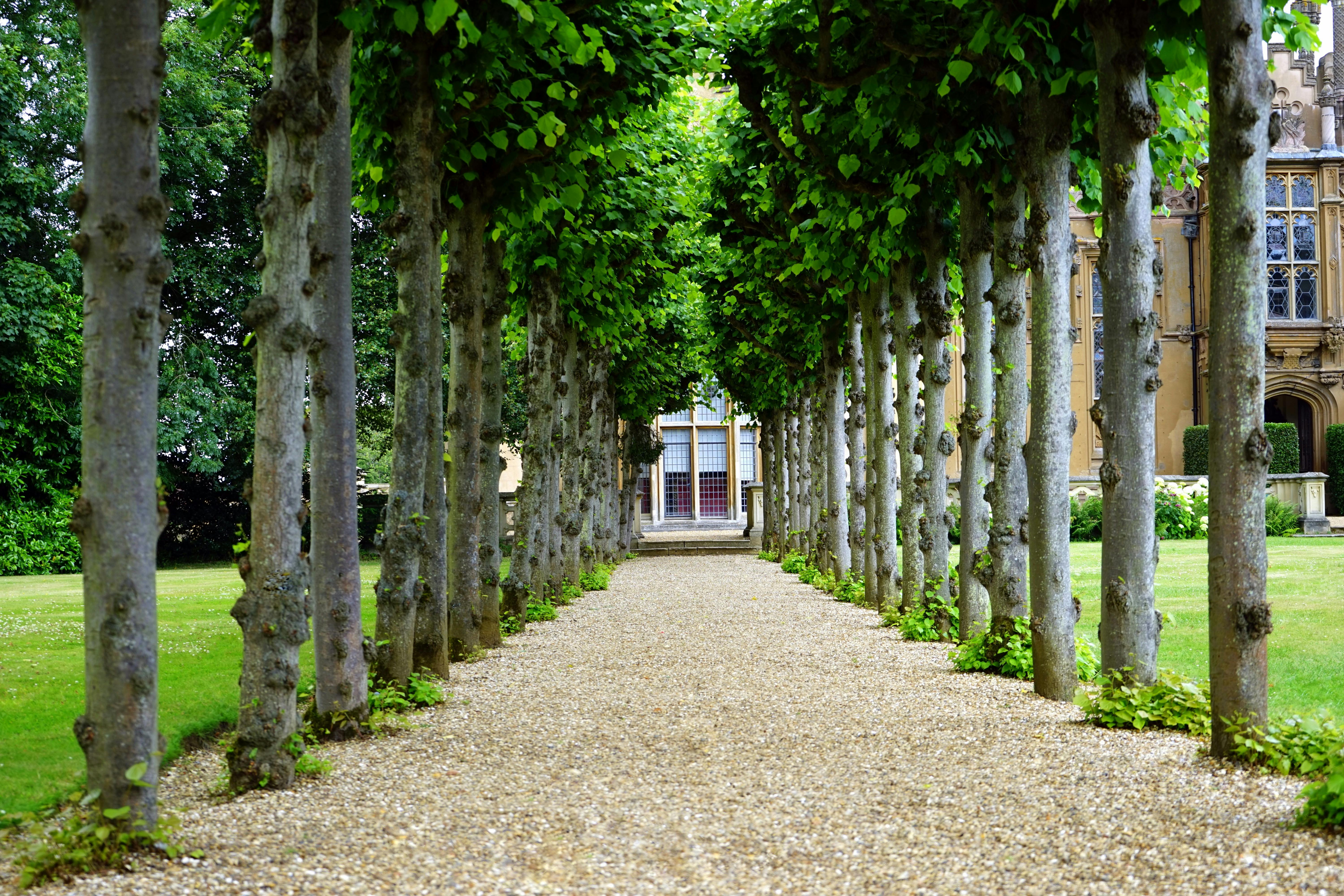 pathway between trees towards house