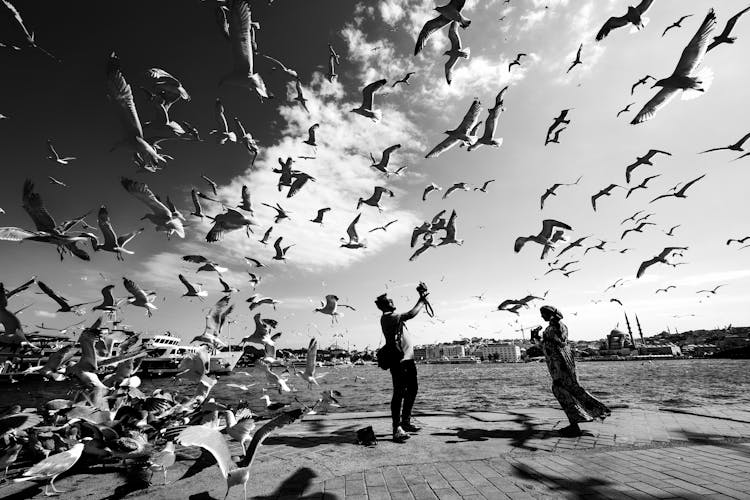 Flock Of Birds Flying Over The Sea