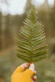 A hand in a yellow glove holds a vibrant green fern leaf against an outdoor blurred background.