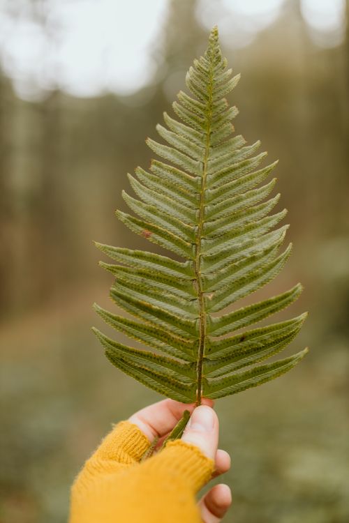 Free A hand in a yellow glove holds a vibrant green fern leaf against an outdoor blurred background. Stock Photo