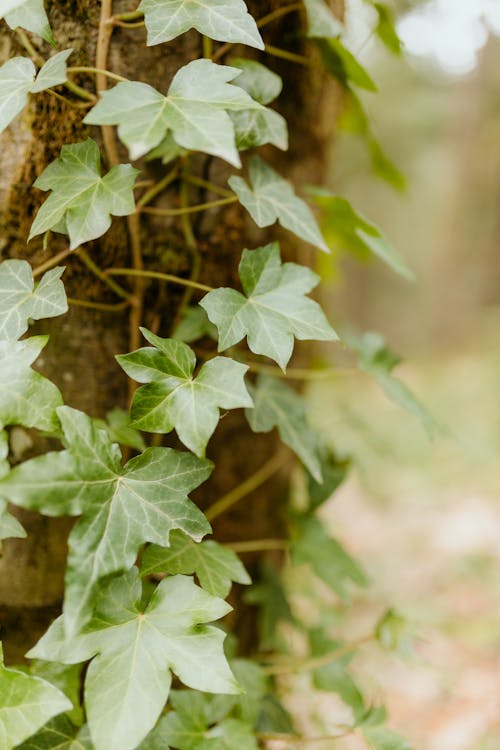 Green Leaves on Brown Tree Trunk