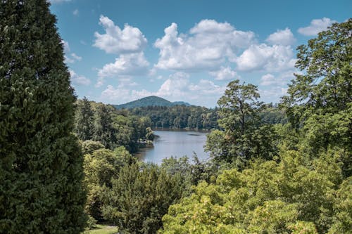 Základová fotografie zdarma na téma flóra, jezero, les