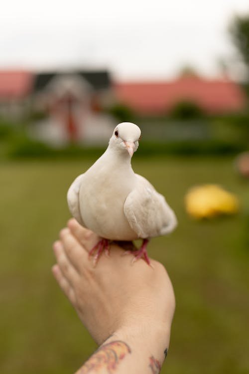 Free White Bird on Persons Hand Stock Photo