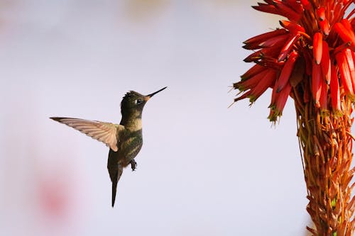 Close-Up Photograph of a Hummingbird