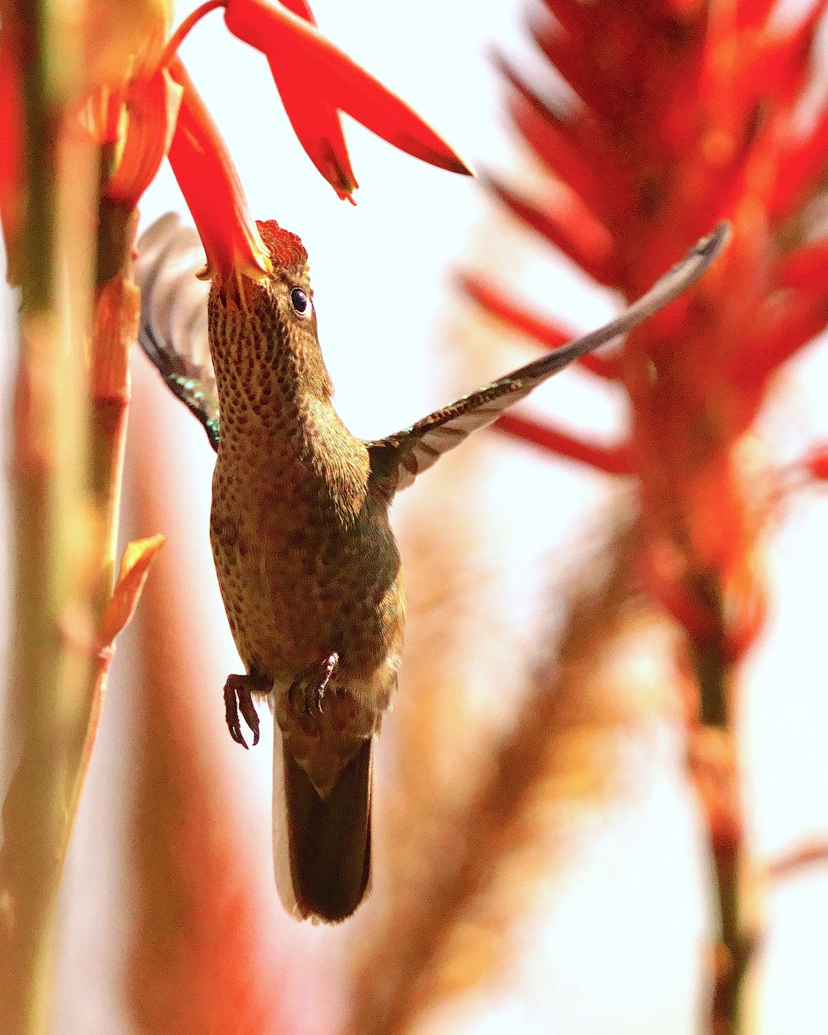 Hummingbird outdoors showing active, alert posture in natural light