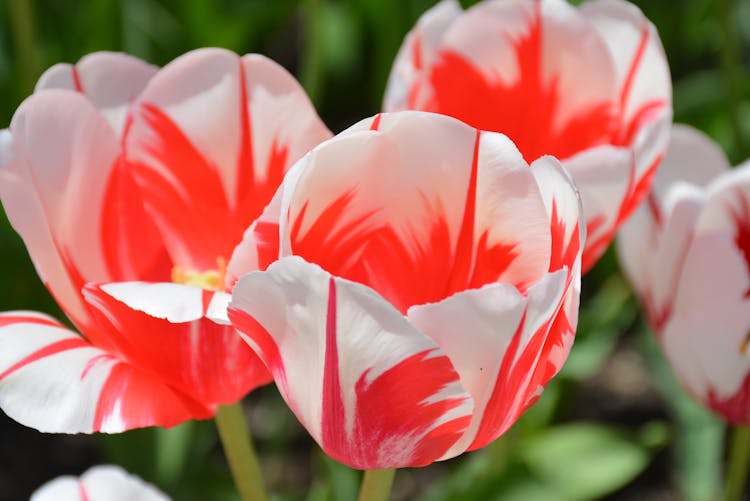 Red And White Tulips In Bloom