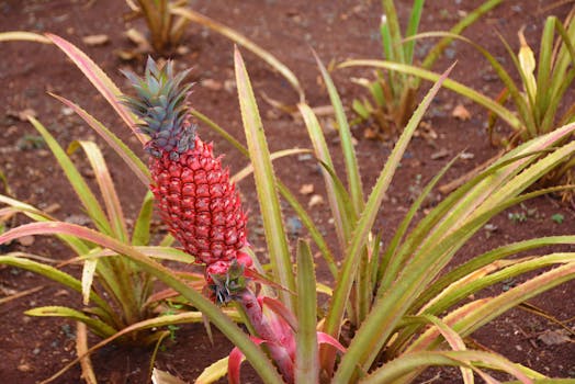 Photo by Nik from Pexels Close-up of a red pineapple plant thriving in the rich Hawaiian soil, showcasing its vibrant colors.