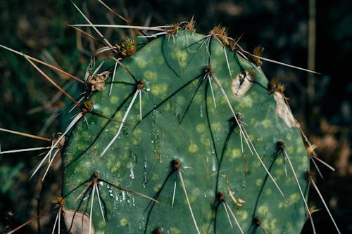 Wheel Cactus in Close-Up Photography