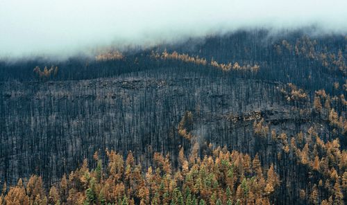 Free Aerial photograph of a mist-covered, burnt forest landscape showcasing recovery and resilience. Stock Photo