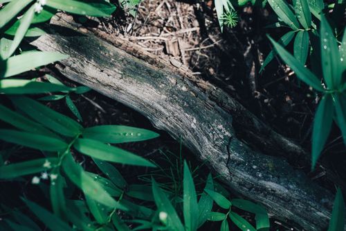 Free Detailed view of a forest floor showing green leaves and a weathered log. Stock Photo