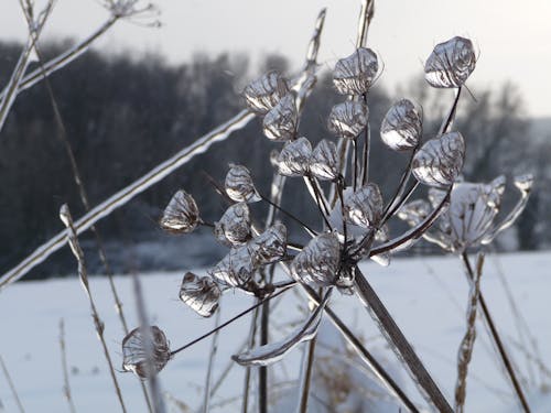 Fotos de stock gratuitas de corola, gotas, hielo