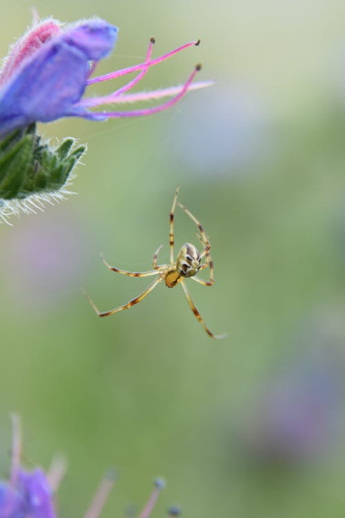 A Spider near a Purple Flower