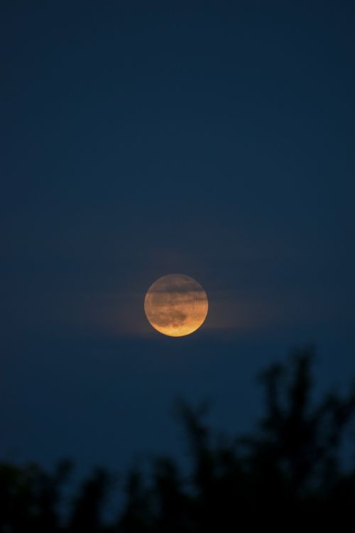 Free A tranquil full moon rising over Croatia's night sky with a silhouette of trees. Stock Photo