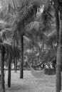Grayscale Photo of Palm Trees