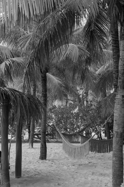 Serene grayscale scene of hammocks hanging under palm trees on a sandy beach.