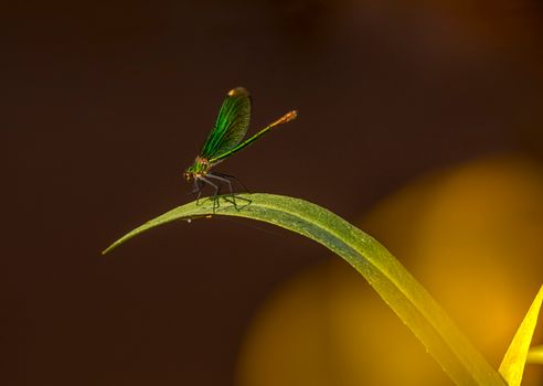 Close-Up Photo of a Beautiful Demoiselle