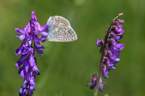 A Common Blue on Purple Vetch Flowers