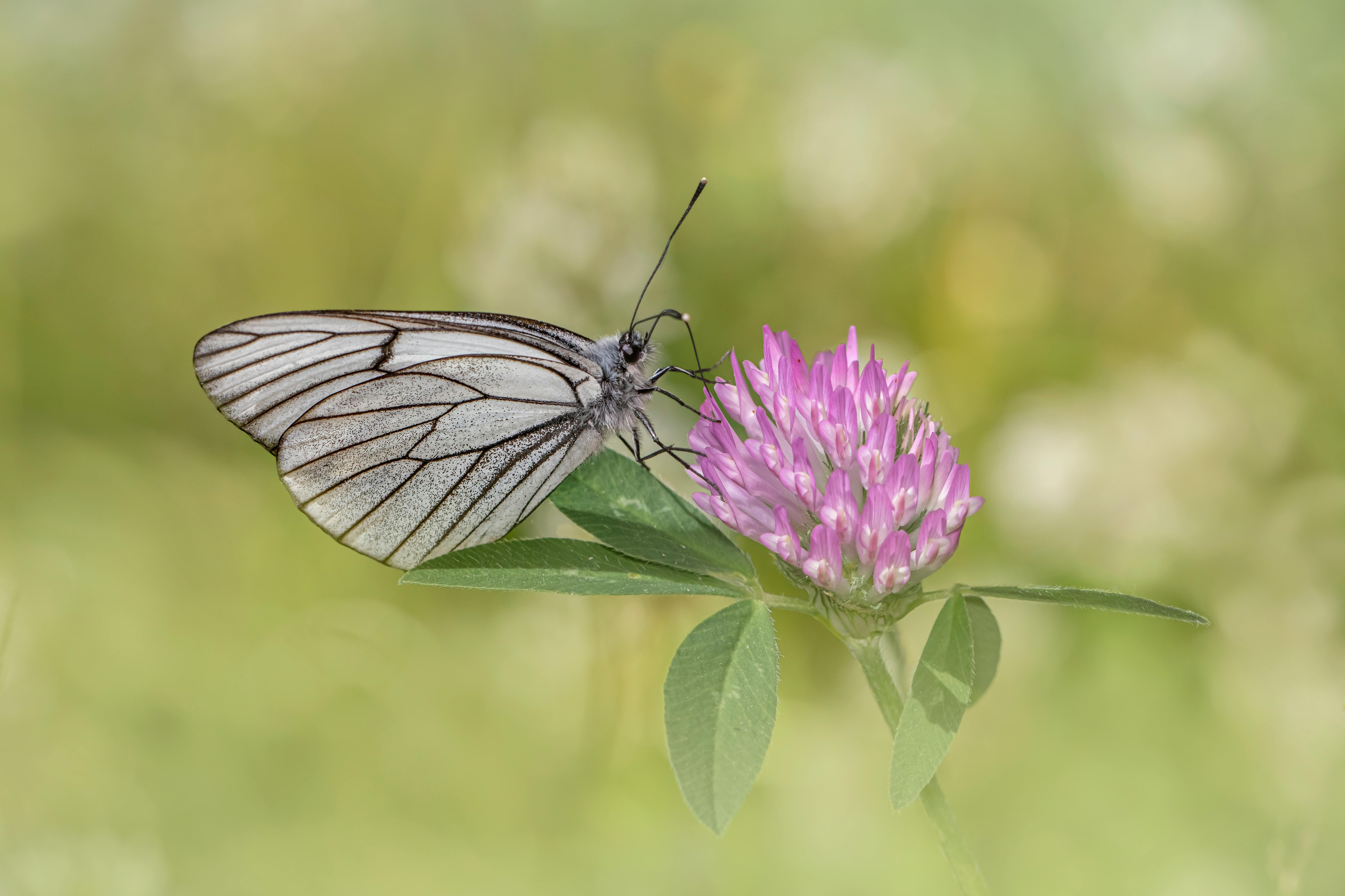 What flower is for wealth?
