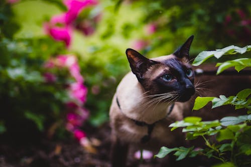 貓嗅到一些葉子的淺焦點攝影